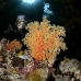 coral_soft_sjc_si_v_0176_egy4667.jpg